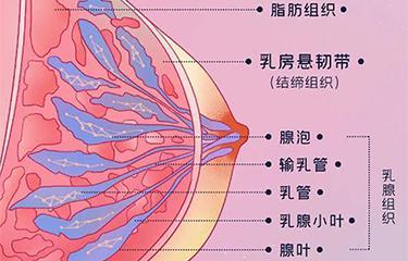 懸韌帶修復(fù)儀如何修復(fù)胸部懸韌帶？搭配按摩手法效果更好？